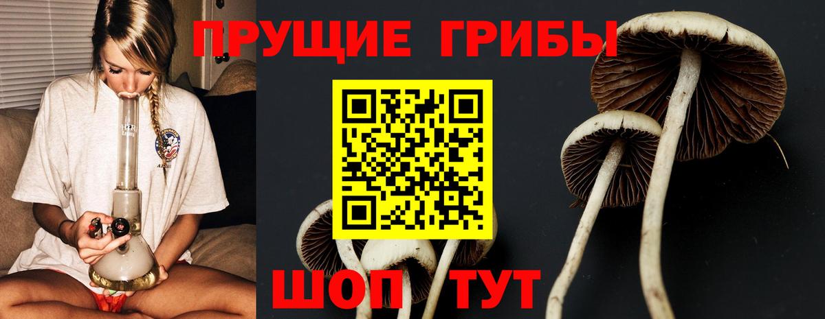 Галлюциногенные грибы Psilocybe Кыштым